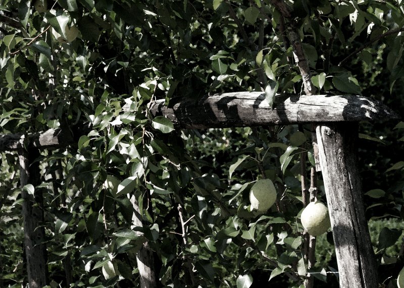 Garden Scene William Paca House Photo Sam Stevenson Photos At