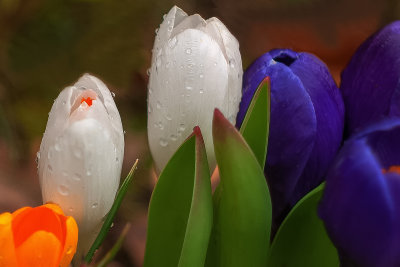 Featured Gallery