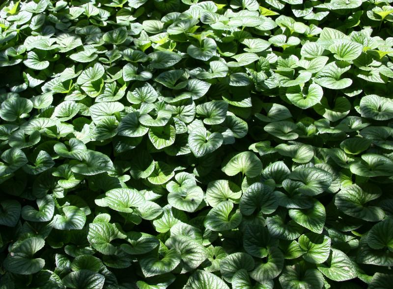 Violet Ground Cover Foliage Photo Hubert Steed Photos At Pbase Com Violet Ground Cover Foliage