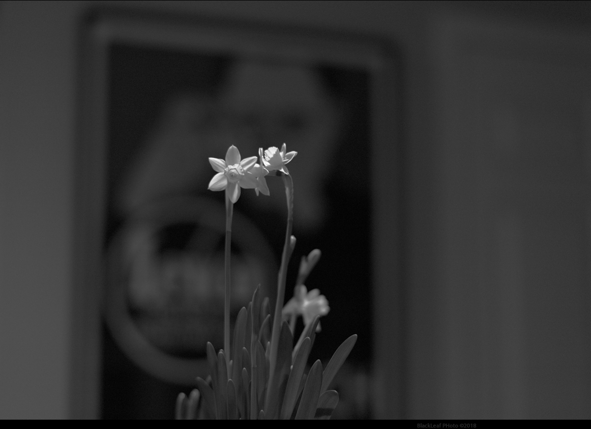 166996660.dHQLRRaW.Flowerrepot.jpg