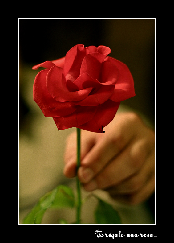 me encontre una rosa