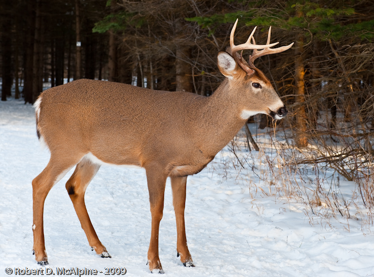 8 point Buck Photo Robert D McAlpine Photos At Pbase