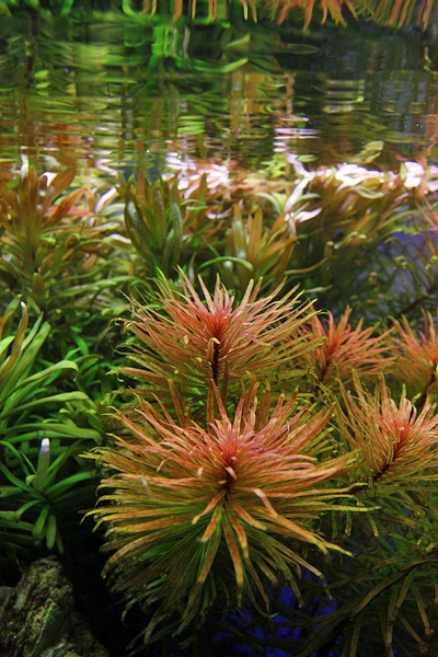 ludwigia inclinata var verticillata