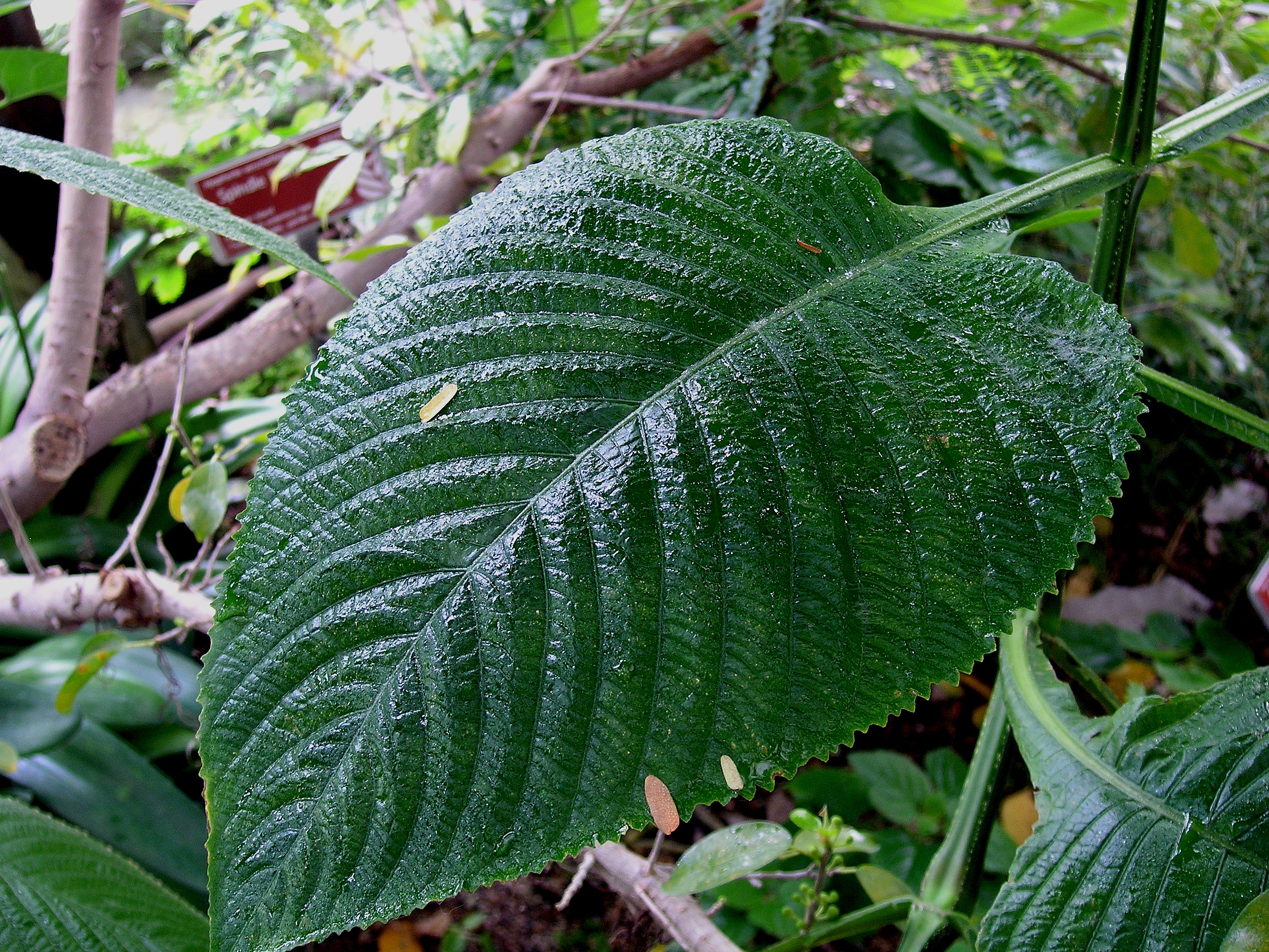 Rainforest Leaf Photo Cliff Hutson Photos At Pbase