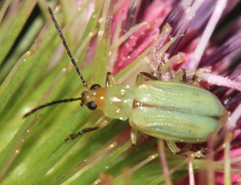 Northern Corn Rootworm Diabrotica Barberi Photo Tom Murray Photos At Pbase