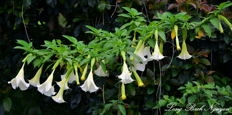 Trumpet Flowers Kailua Kona Hawaii Photo Long Bach Nguyen Trumpet Flowers Kailua Kona Hawaii