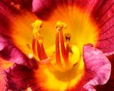 Macro