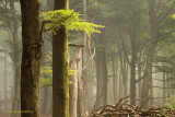 Summer forest - Zomerbos