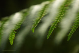 Adelaarsvaren - Bracken fern