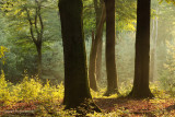 Ochtend - Morning
