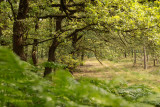 Zomerbos - Summer forest