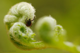Hertenteek - Adult Deer Tick