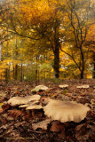 Clouded Agaric - Nevelzwam