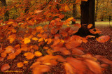 Red Beech - Rode beuk, wind