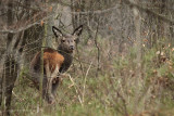 Edelhert - Red Deer