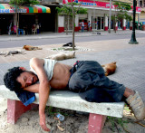 Perros indigentes?