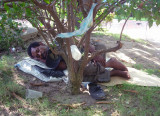 Se refucian del sol a la peque�a sombra de un arbol.