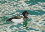 Fuligule morillon (Aythya fuligula) Tufted duck