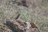 Wren, Rock 1663