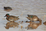 Teal, Green Winged 0378
