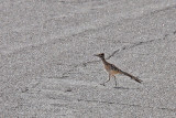 0654 Greater Roadrunner