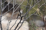 Sparrow, Rufous Winged 0926