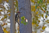 Sapsucker, Red Naped 5381