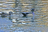 5542 Wood Duck