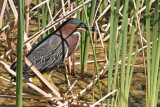 Heron, Green 4651