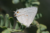 Leda Ministreak (Ministrymon leda)