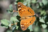 Hackberry Emeror (Asterocampa celtis antonia)