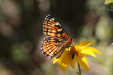 Fulvia Checkerspot (Chlosyne fulvia coronado-pariaensis)