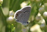 Reakirt's Blue (Echinargus isola)