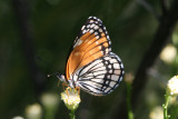 Fulvia Checkerspot (Chlosyne fulvia coronado-pariaensis)