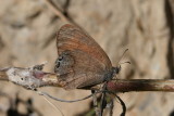Nabokov's Satyr (Cyllopsis pyracmon henshawi)