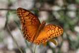 Mexican Fritillary (Euptoieta hegesia meridiania)