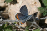 Acmon Blue (Plebejus acmon)