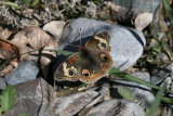 Common Buckeye (Junonia coenia)