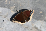 Mourning Cloak (Nymphalis antiopa antiopa)