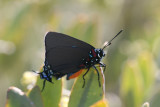 Great Blue Hairstreak (Atlides halesus corcorani) - male