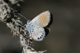 Western Pygmy Blue (Brephidium exilis exilis))