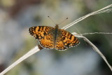 Mylitta Crescent (Phyciodes mylitta arizonensis)