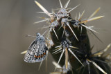 Acmon Blue (Plebejus acmon)e - Death by Cactus?