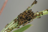 Mourning Cloak (Nymphalis antiopa antiopa) - larva
