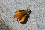Orange Skipperling (Copaeodes aurantiaca)