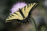 Two-tailed Swallowtail (Papilio multicaudata)