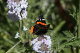Red Admiral (Vanessa atalanta rubria)