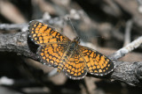 Arizona Checkerspot (Texola perse)