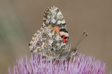 Painted Lady (Vanessa cardui)