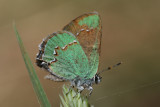 Western Green Hairstreak (Callophrys affinis apama)